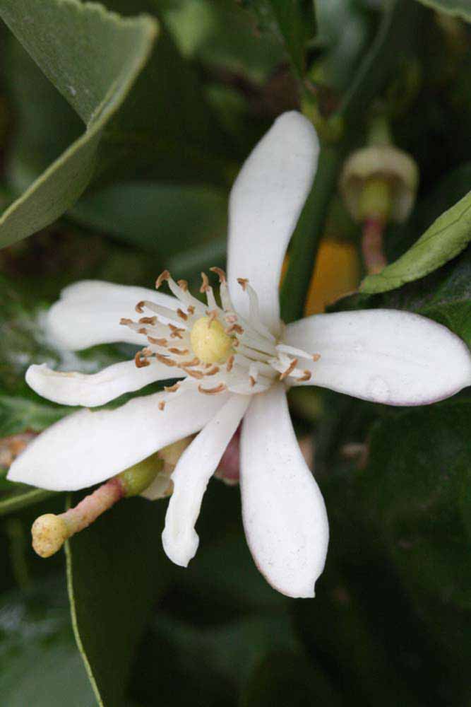              Flower (Riverside, CA)       